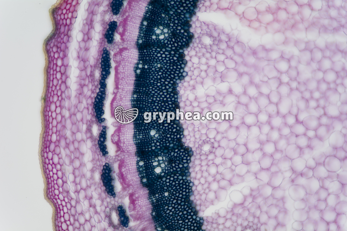 Tige de Lierre x25 - gryphea.com